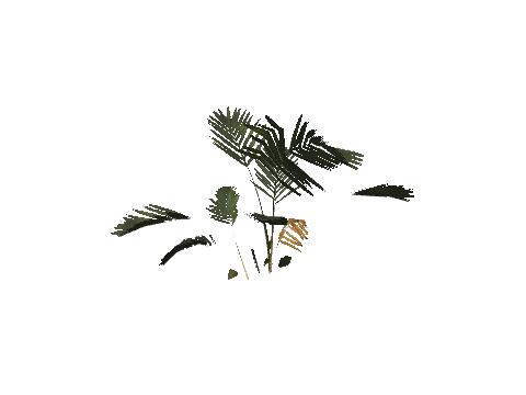 h4_prop_tree_palm_areca_sap_02