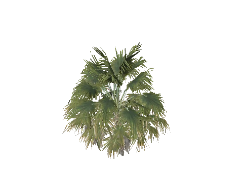 h4_prop_tree_palm_thatch_01