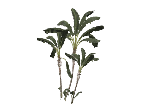 h4_prop_tree_palm_trvlr_03