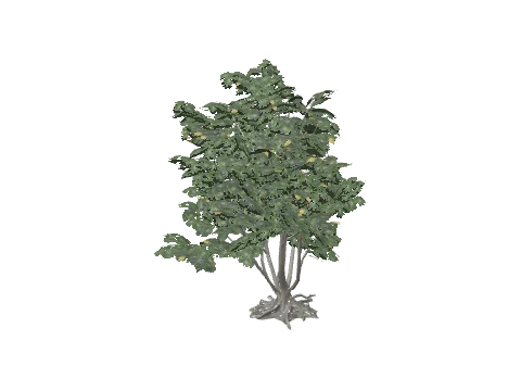 h4_prop_tree_umbrella_med_01
