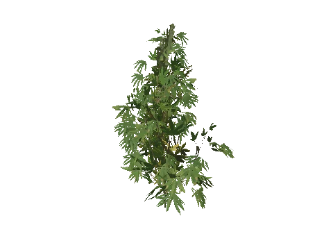h4_prop_weed_01_plant