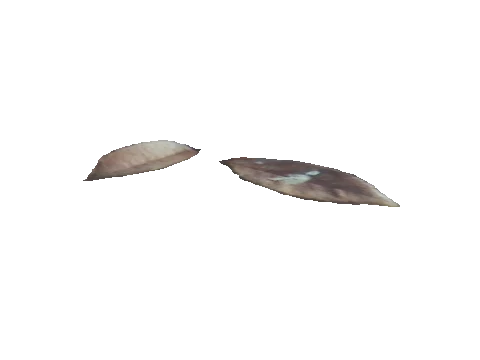 ng_proc_leaves06, a GTA V map model