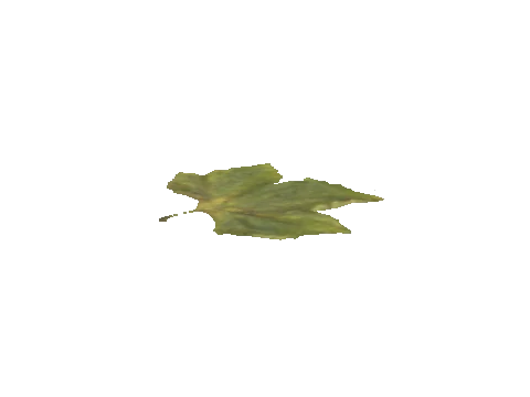 p_cs_leaf_s