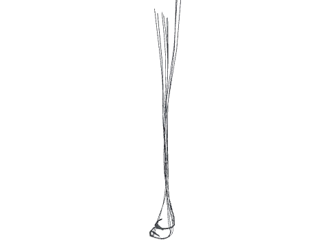 p_cs_para_ropes_s