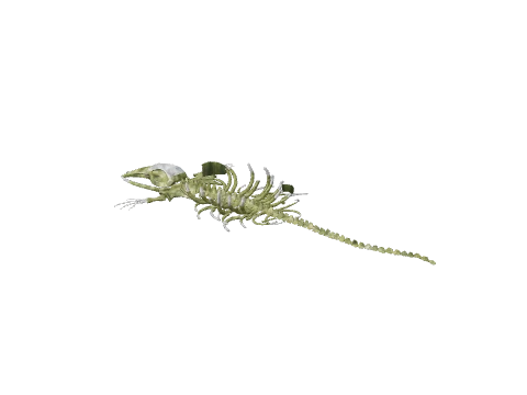 p_seabed_whalebones