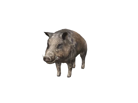 a_c_boar