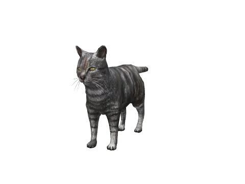 a_c_cat_01