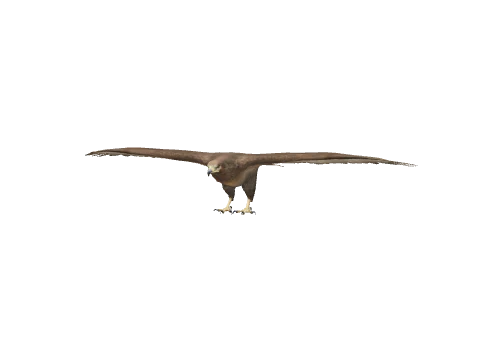 a_c_chickenhawk