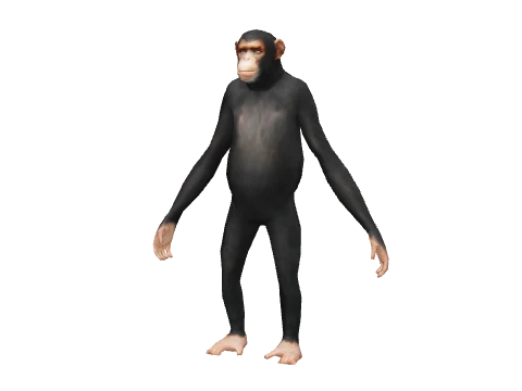 a_c_chimp