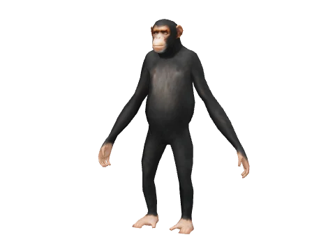 a_c_chimp_02
