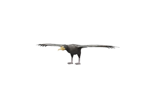 a_c_cormorant