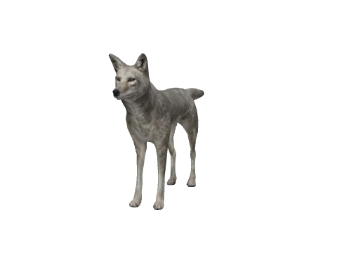 a_c_coyote