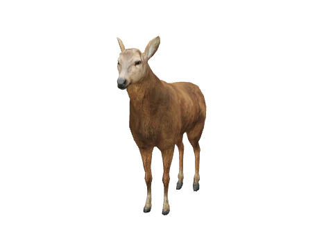a_c_deer