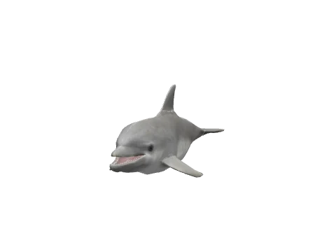 a_c_dolphin