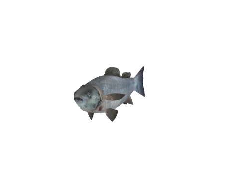 a_c_fish
