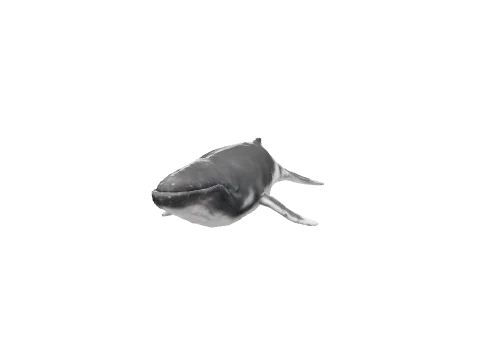 a_c_humpback