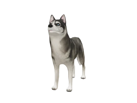 a_c_husky