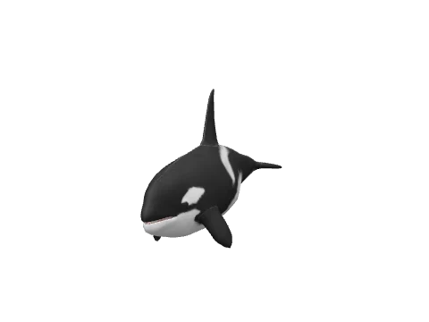 a_c_killerwhale