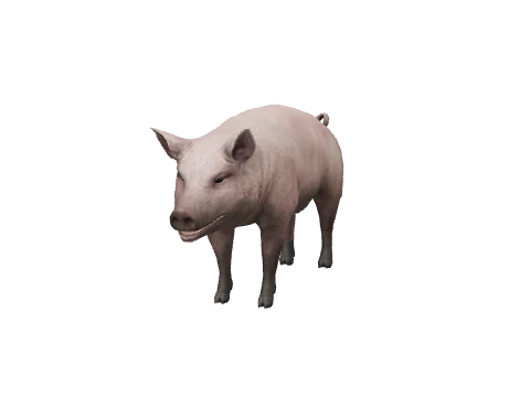a_c_pig