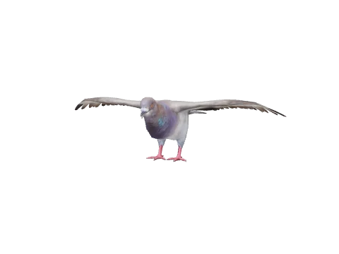 a_c_pigeon