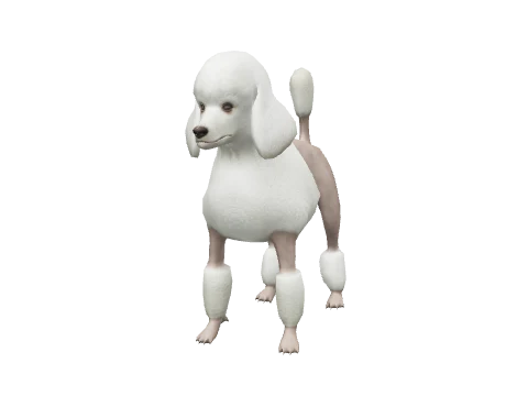 a_c_poodle