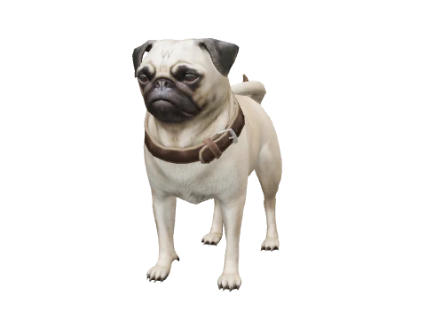 a_c_pug