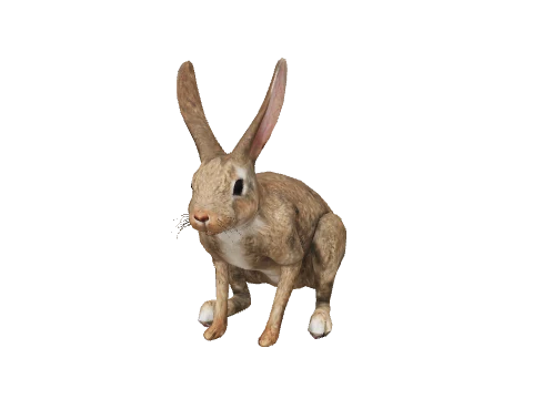 a_c_rabbit_01