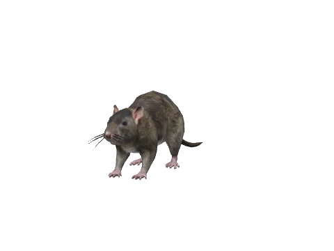a_c_rat