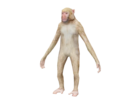 a_c_rhesus