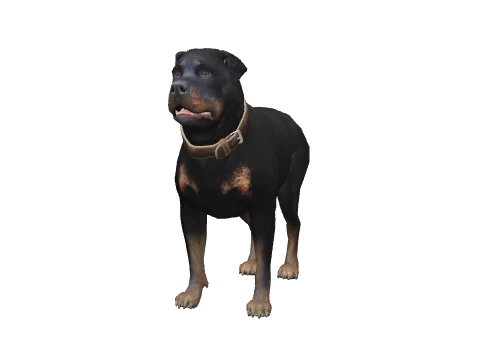 a_c_rottweiler