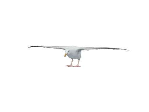 a_c_seagull
