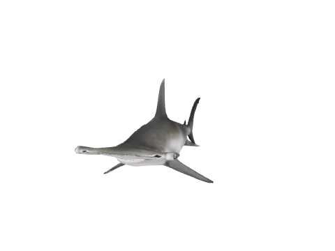a_c_sharkhammer
