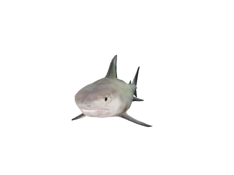a_c_sharktiger