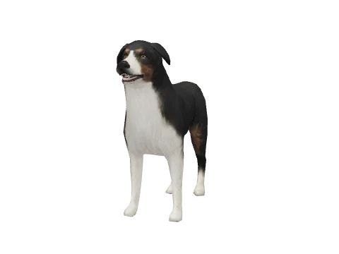 a_c_shepherd