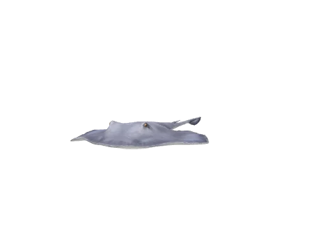 a_c_stingray