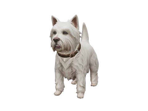 a_c_westy