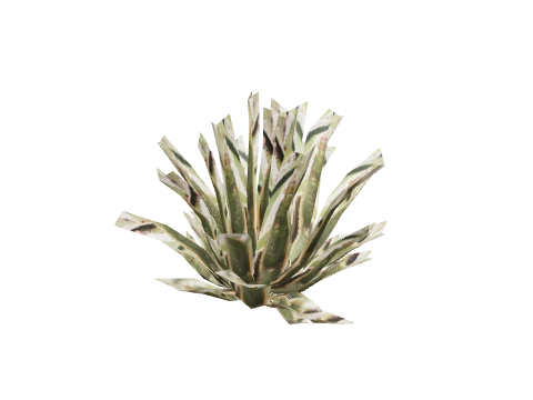 prop_agave_02