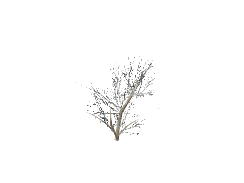 prop_bush_dead_02