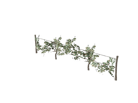 prop_bush_grape_01