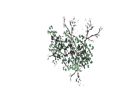 prop_bush_ivy_01_bk