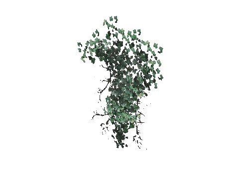 prop_bush_ivy_01_pot