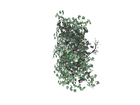 prop_bush_ivy_02_1m