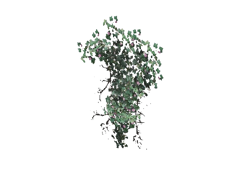prop_bush_ivy_02_pot