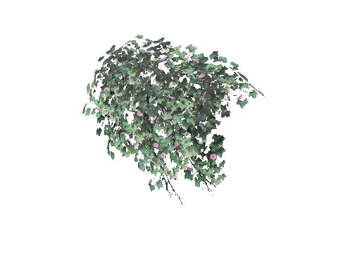 prop_bush_ivy_02_top