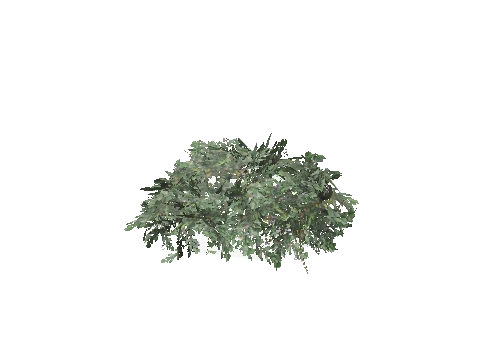 prop_bush_lrg_01