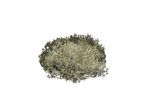 prop_bush_lrg_01b