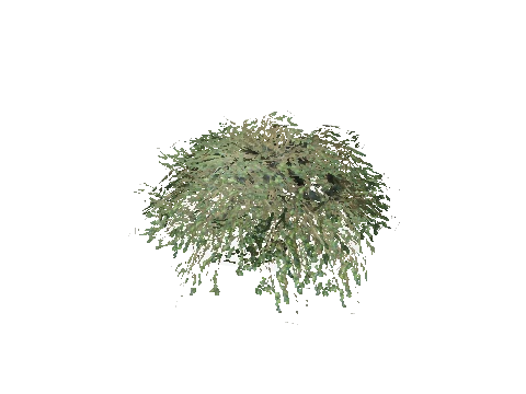 prop_bush_lrg_01d