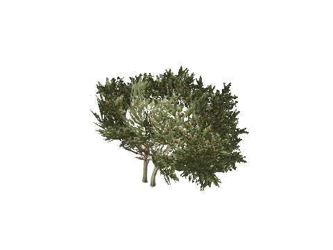prop_bush_lrg_04c