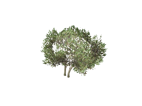 prop_bush_lrg_04d