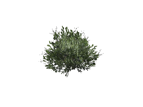 prop_bush_med_03_cr